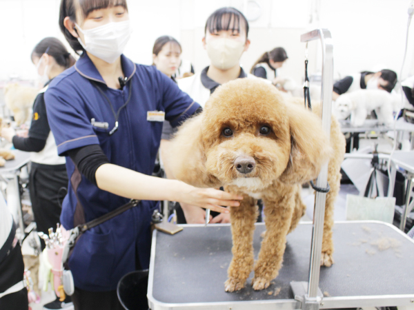 ２年生はお客様の愛犬とスキルアップ♪